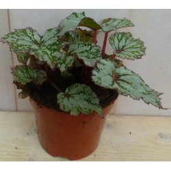 Kamerplant Mini blad Begonia Grijs Begoniaceae - 