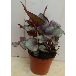 Kamerplant Mini blad Begonia Rood Begoniaceae - 