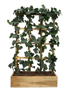 Tuinplant.nl Klimop scherm in houten plantenbak