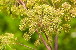 Tuinplant.nl Grote Engelwortel