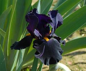 Tuinplant.nl Lis