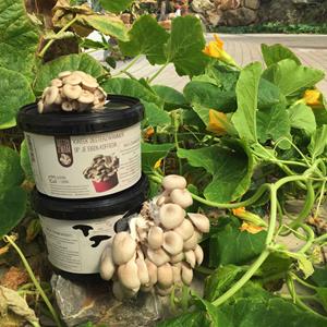Warentuin over zee Growkit zelf oesterzwammen kweken RotterZwam - 