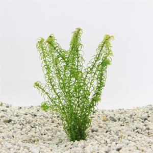 Moerings Elodea canadensis | Brede Waterpest | In Terracotta Ring Waterplant