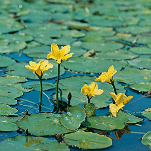 Moerings Nymphoides Peltata | Watergentiaan | In 18CM Mand