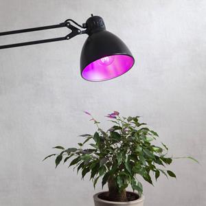 STAR TRADING LED plantenlamp bloei, lamp A60, E27, 6,5 W rood