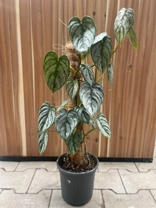 GroenRijk Kamerplant Special Toptuincentrum