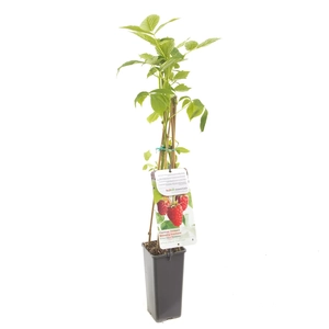 Fruithof Framboos Rubus Tulameen - Rode zomerframboos 18cm