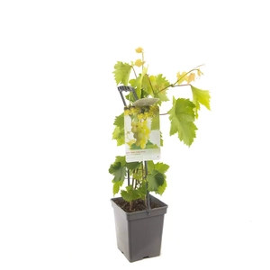 Fruithof Druivenstruik Vitis Himrod - Witte druif 18cm