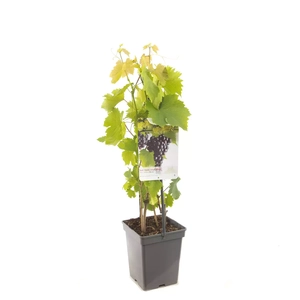 Fruithof Druivenstruik Vitis Heike - Pitloze rode druif 18cm