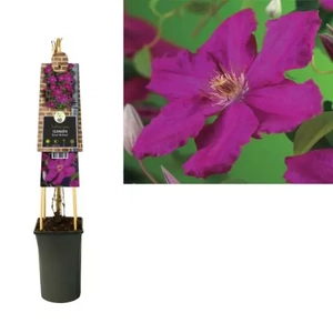 Van der Starre Klimplant Clematis Ernest Markham - Roze Bosrank 120cm