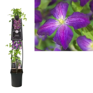 Van der Starre Klimplant Clematis Jackmanii Purpurea - Paarse Bosrank 120cm