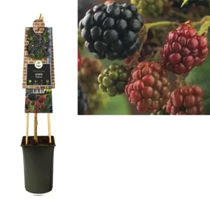 Van der Starre Klimplant Rubus Black Satin - Zwarte Bramen
