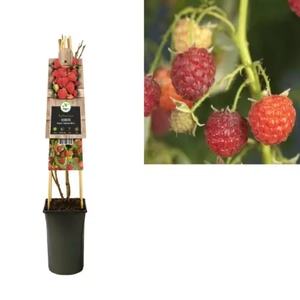 Van der Starre Klimplant Rubus idaeus Autumn Bliss - Herfstframboos