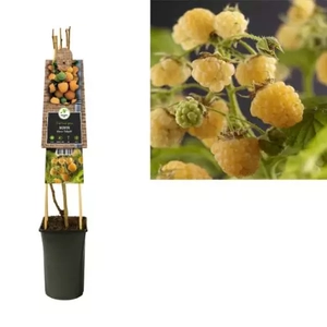 Van der Starre Klimplant Rubus idaeus Fallgold - Gele Bramen