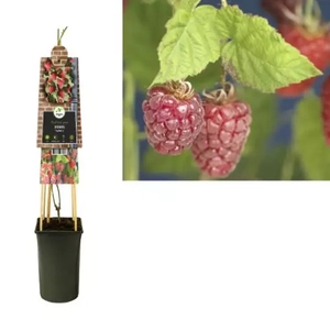 Van der Starre Klimplant Rubus Tayberry - Rode Bramen