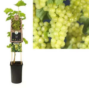 Van der Starre Klimplant Vitis Bianca - Witte Druiven