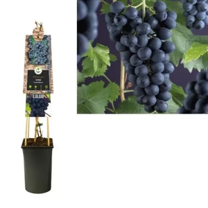 Van der Starre Klimplant Vitis Frankenthaler - Blauwe Druiven