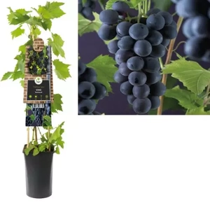 Van der Starre Klimplant Vitis Rembrandt - Blauwe Druiven