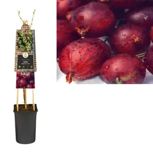 Van der Starre Klimplant Ribes nidigrolaria Josta - Sierbes