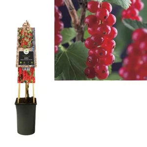 Van der Starre Klimplant Ribes rubrum Jonkheer van Tets - Sierbes