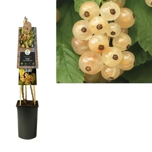 Van der Starre Klimplant Ribes rubrum White Pearl - Sierbes