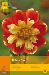 Jub 1 Dahlia Pooh - 