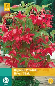 Jub Begonia Pendula Roze 2 bollen - 