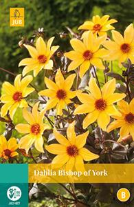 Jub Dahlia Bishop Of York 1 bol - 