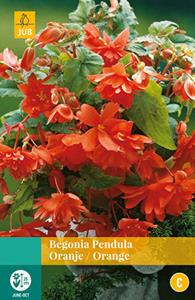 Jub Begonia Pendula Oranje 2 bollen - 