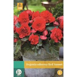 Jub Begonias Cascade Odorosa Red Sunset - 