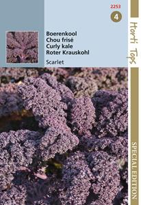 Hortitops HTS Boerenkool Scarlet, paars - 