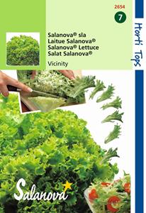 Hortitops Salanova Virtuose Rz Groen wordt Vivanto RZ - 