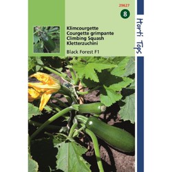 Hortitops HT Courgette Black Forest F1 (klimmend) - 
