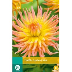 Jub Dahlia apricot star bol/knol 1 stuks - 