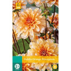 Jub Dahlia orange perception bloembol - 