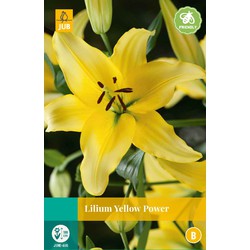 Jub Lilium yellow power bloembol - 