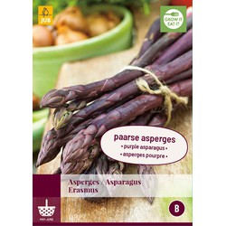 Jub Asparagus erasmus bloembol - 