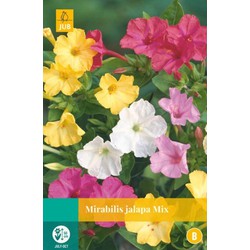 Jub Mirabilis jalapa mix bol/knol 5 stuks - 