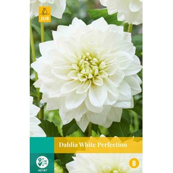 Jub Dahlia white perfection bol/knol 1 stuks - 