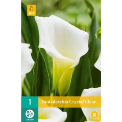 Jub Zantedeschia crystal clear bol/knol 1 stuks - 