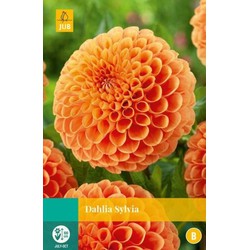 Jub Dahlia sylvia bol/knol 1 stuks - 