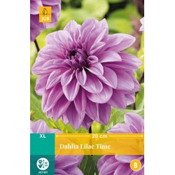Jub Dahlia lilac time bol/knol 1 stuks - 