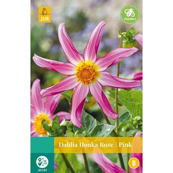 Jub Dahlia honka roze, 1 bloembol - 