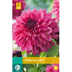 Jub Dahlia bacardi bol/knol 1 stuks - 
