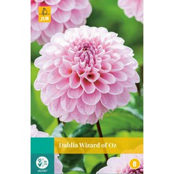 Jub Dahlia wizard of oz bloembol - 