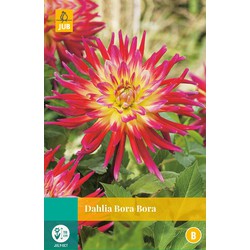 Jub Dahlia bora bora bloembol - 
