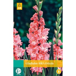 Jub Gladiolus rik's frizzle bloembol - 