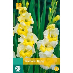 Jub Gladiolus buggy, 7 bloembollen - 