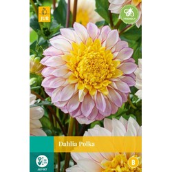 Jub Dahlia polka bol/knol 1 stuks - 