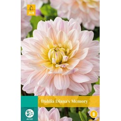 Jub Dahlia dianas memory bol/knol 1 stuks - 
